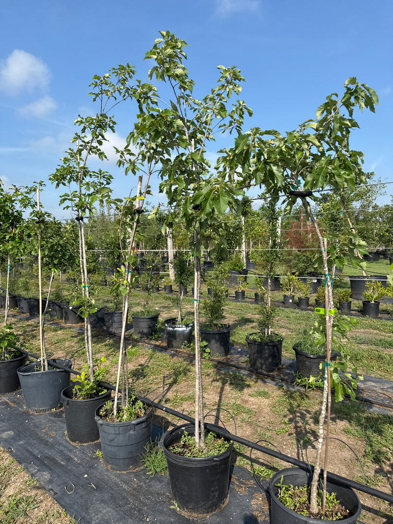Oak Chinquapin Discounted – Texas Tree Farms