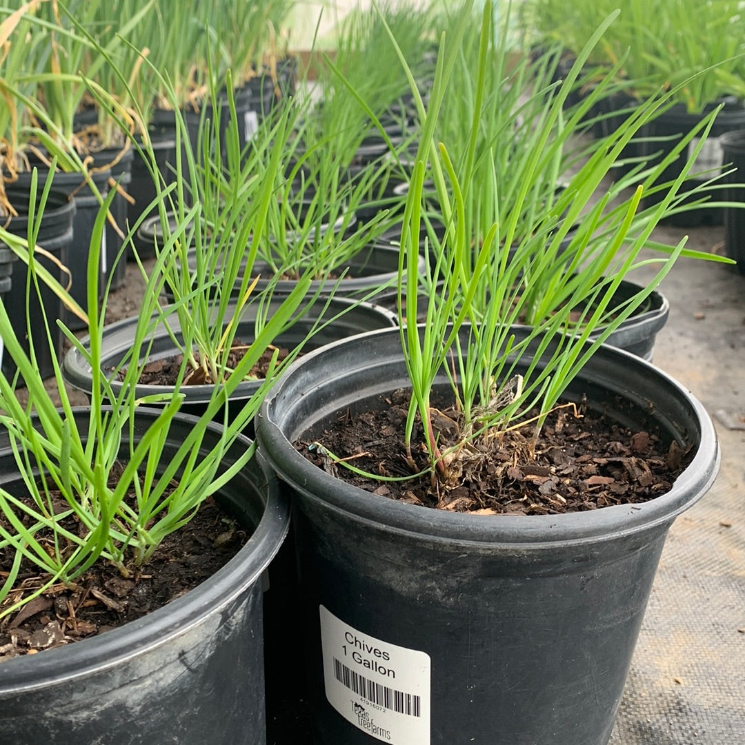 Chives Tree Chives – Texas Tree Farms
