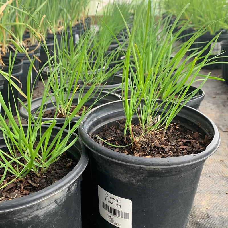 Growing chives in texas (spring fall, base plant, chive plant, chives Texas, growing chives) Growing chives in texas