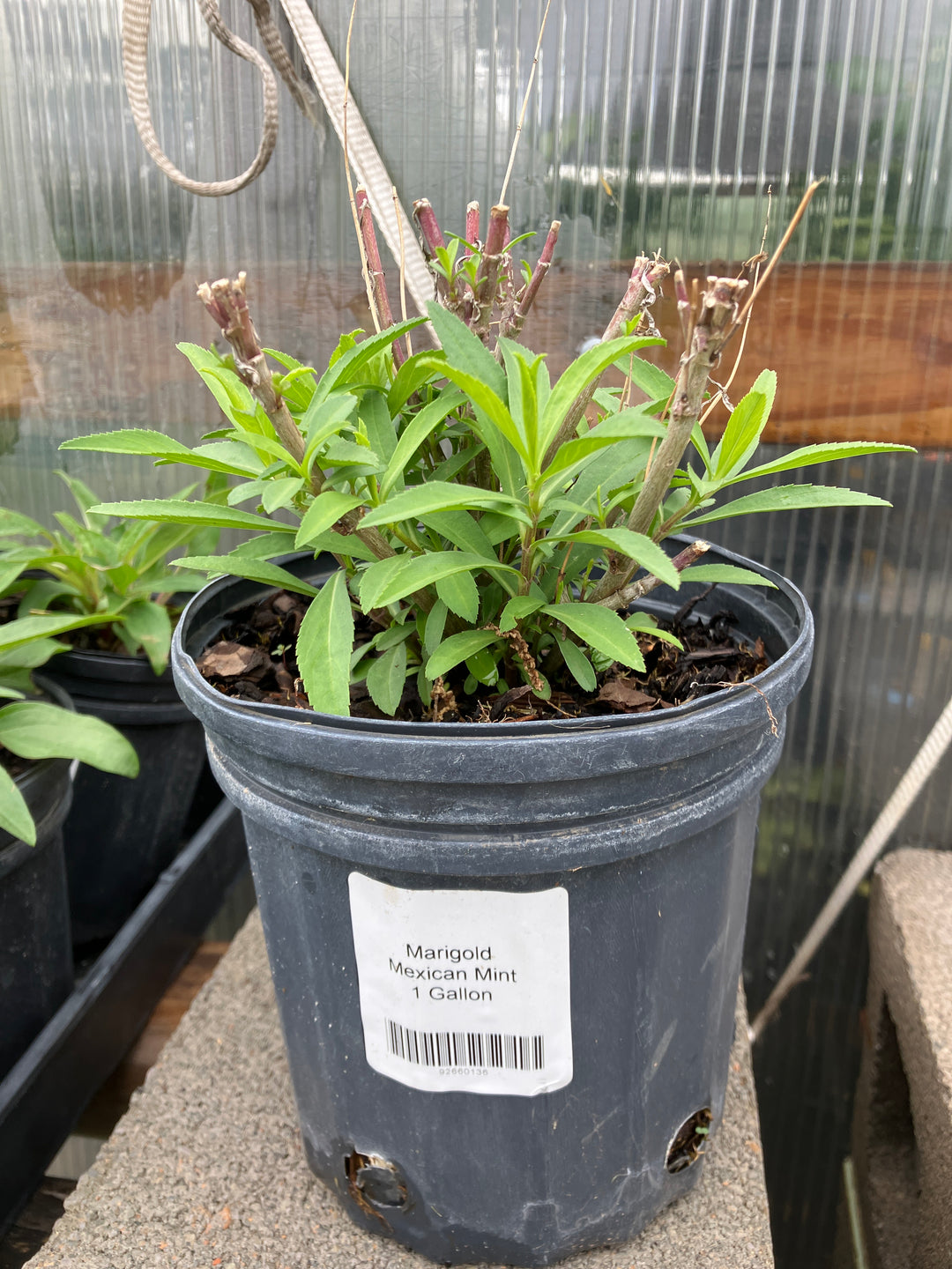 Marigold Mexican Mint – Texas Tree Farms