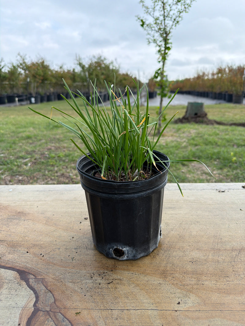 plant chives in pots Chives – Texas Tree Farms
