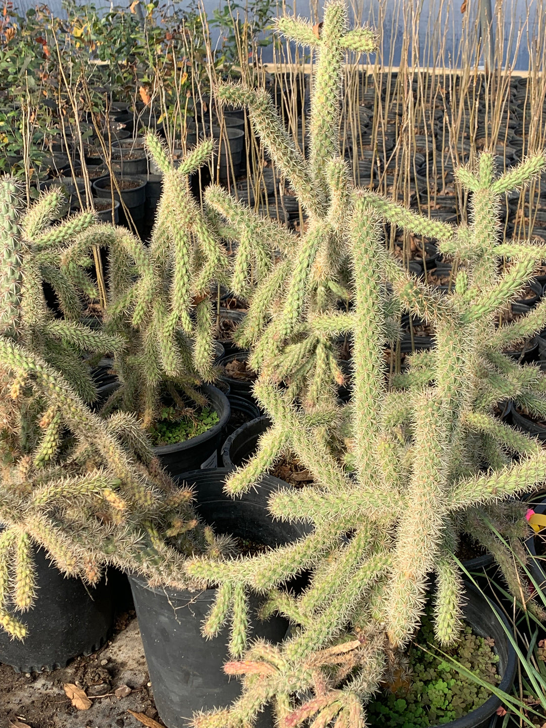 Cactus Cholla – Texas Tree Farms