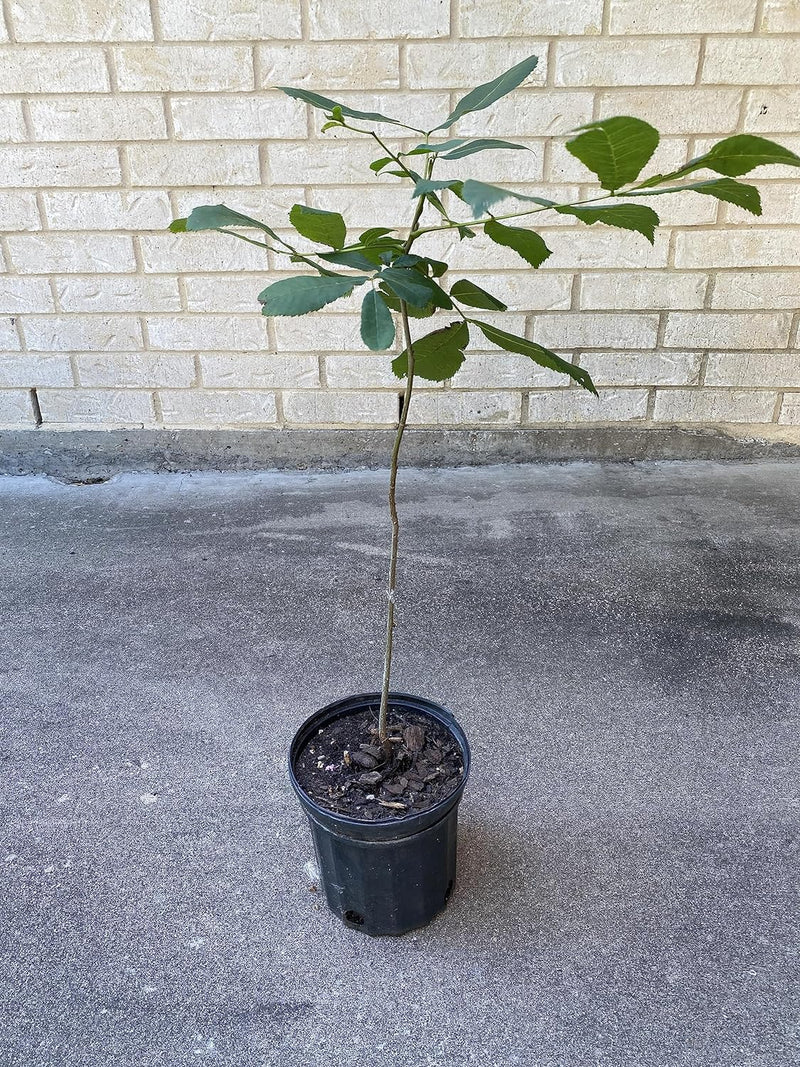 SPECIAL PRICING - 1 Gallon Pecan Tree FREE  SHIPPING The Texas State Tree