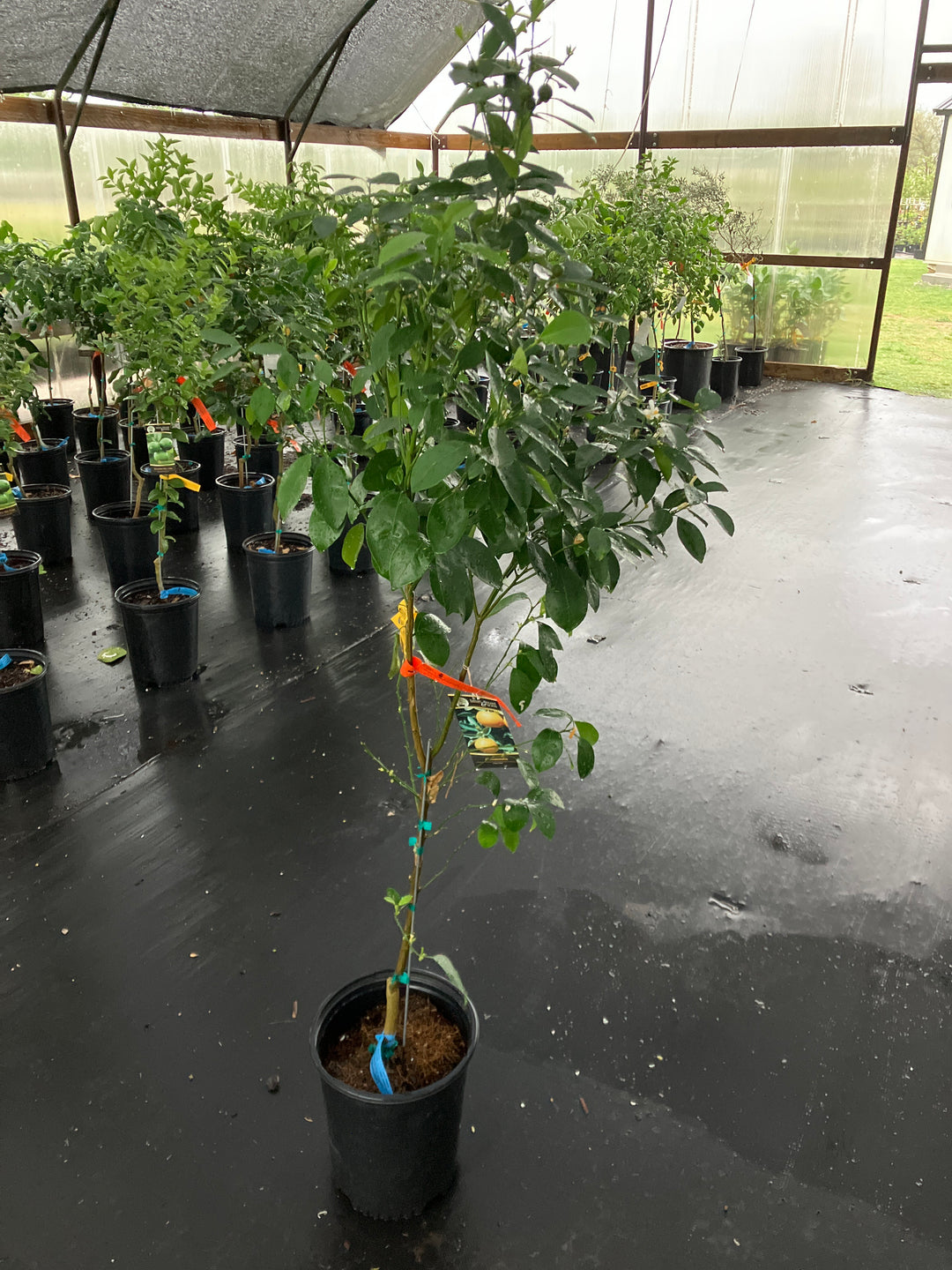 lowes calamondin tree Calamondin – Texas Tree Farms