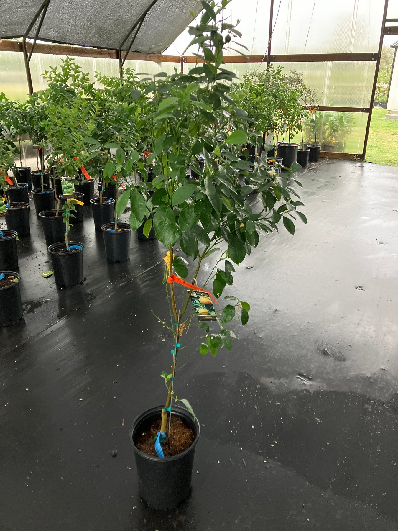 buy calamondin tree Calamondin – Texas Tree Farms