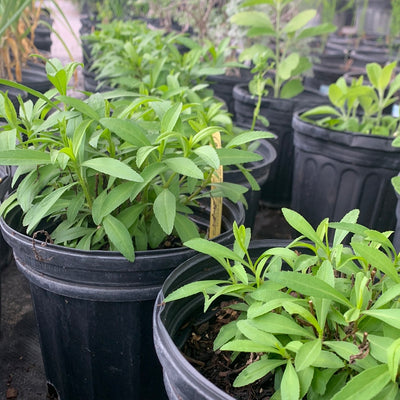 Marigold Mexican Mint