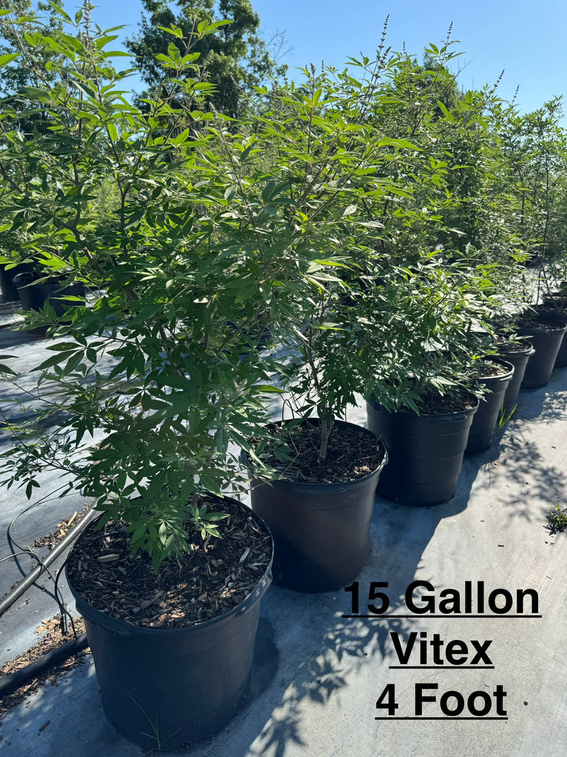 Vitex Trees For Sale | Texas Tree Farms