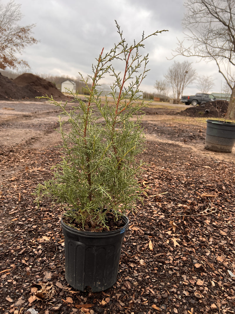 Arizona Cypress Carolina Sapphire