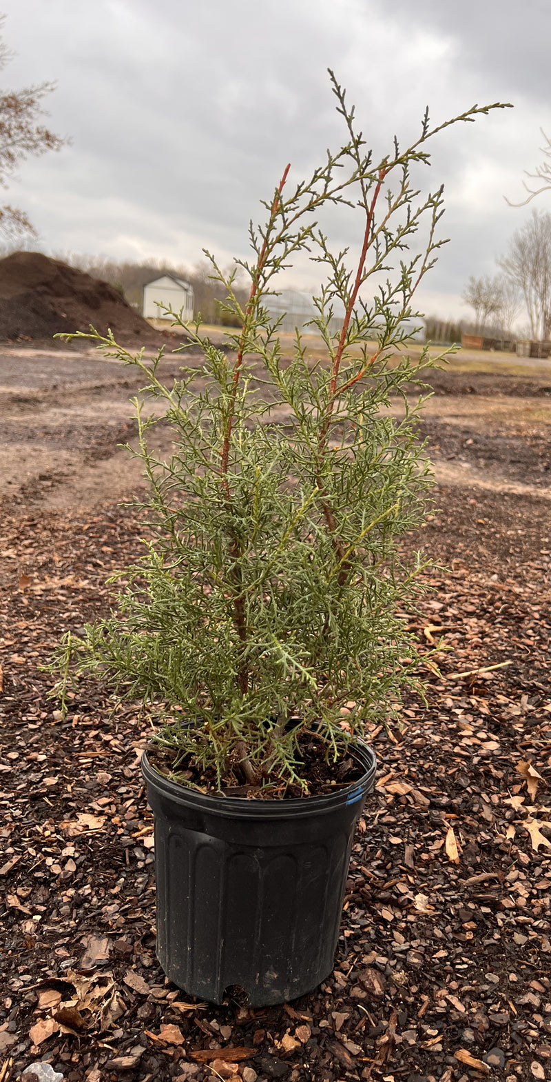 Arizona Cypress Carolina Sapphire