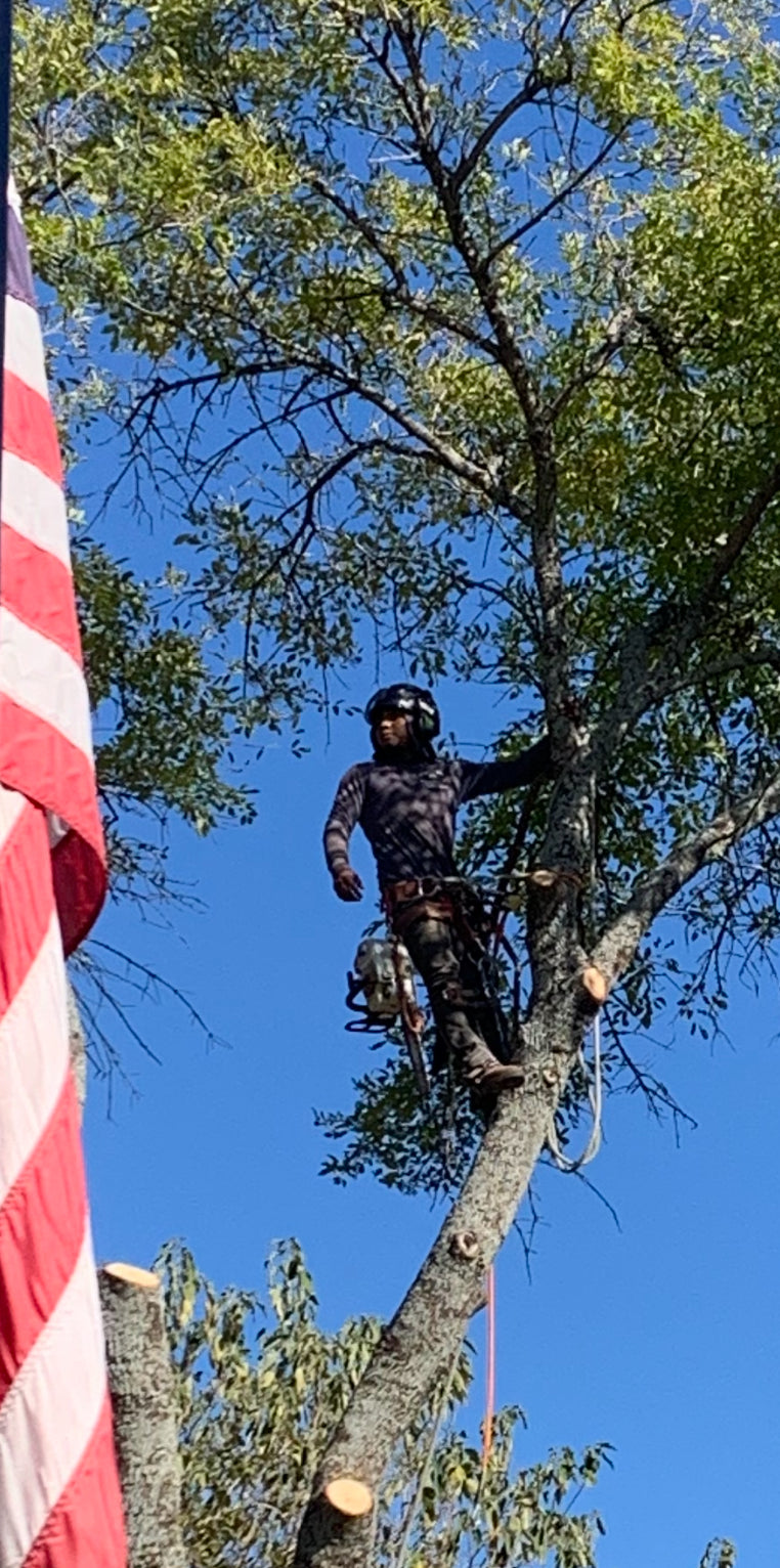 Tree Trimming Consultation