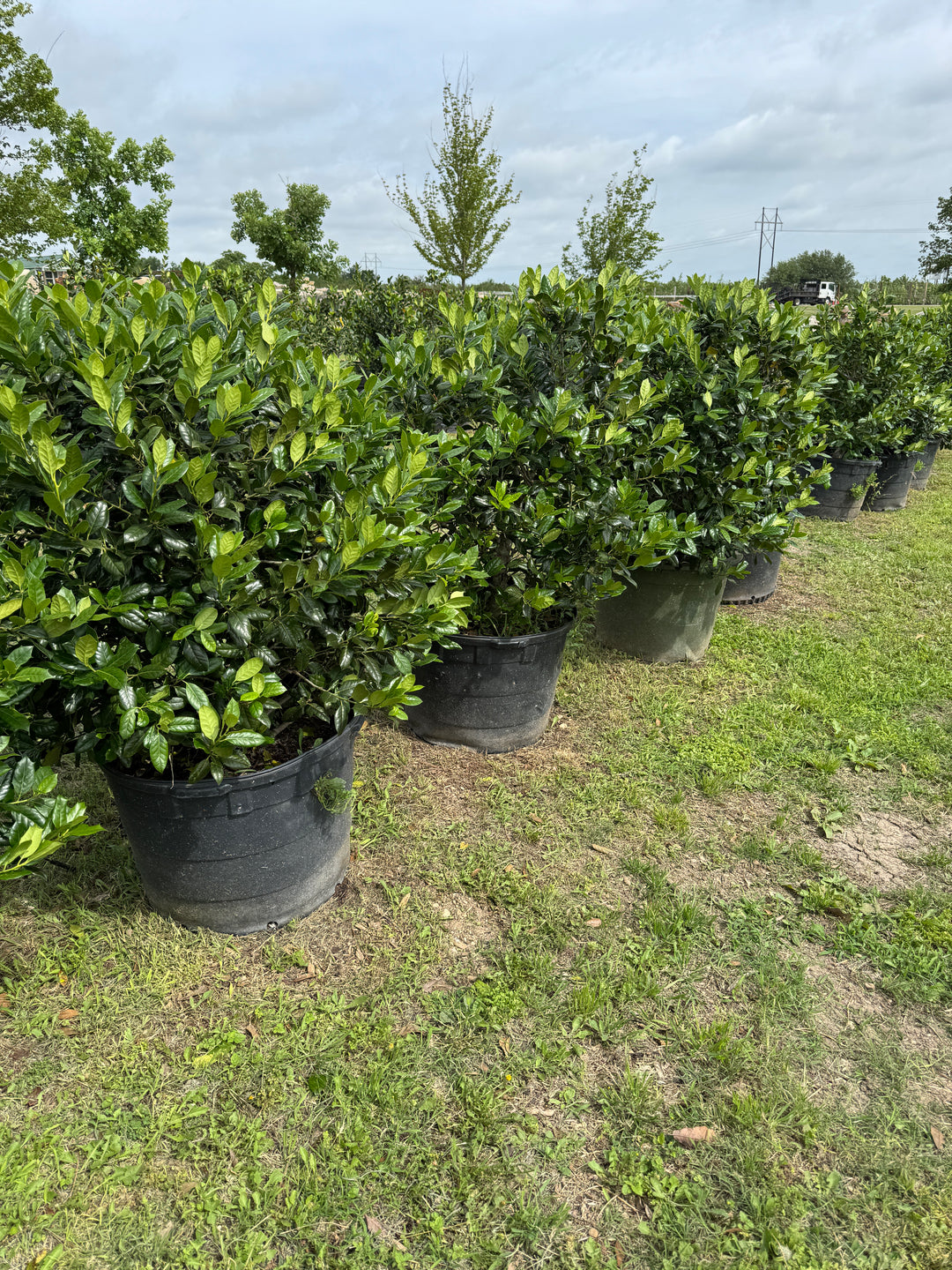 TENです☆ヘーゼルアトラス☆スナックセット　アップルツリー Nellie R. Stevens Holly - Number One Privacy Tree | Texas Tree Farms