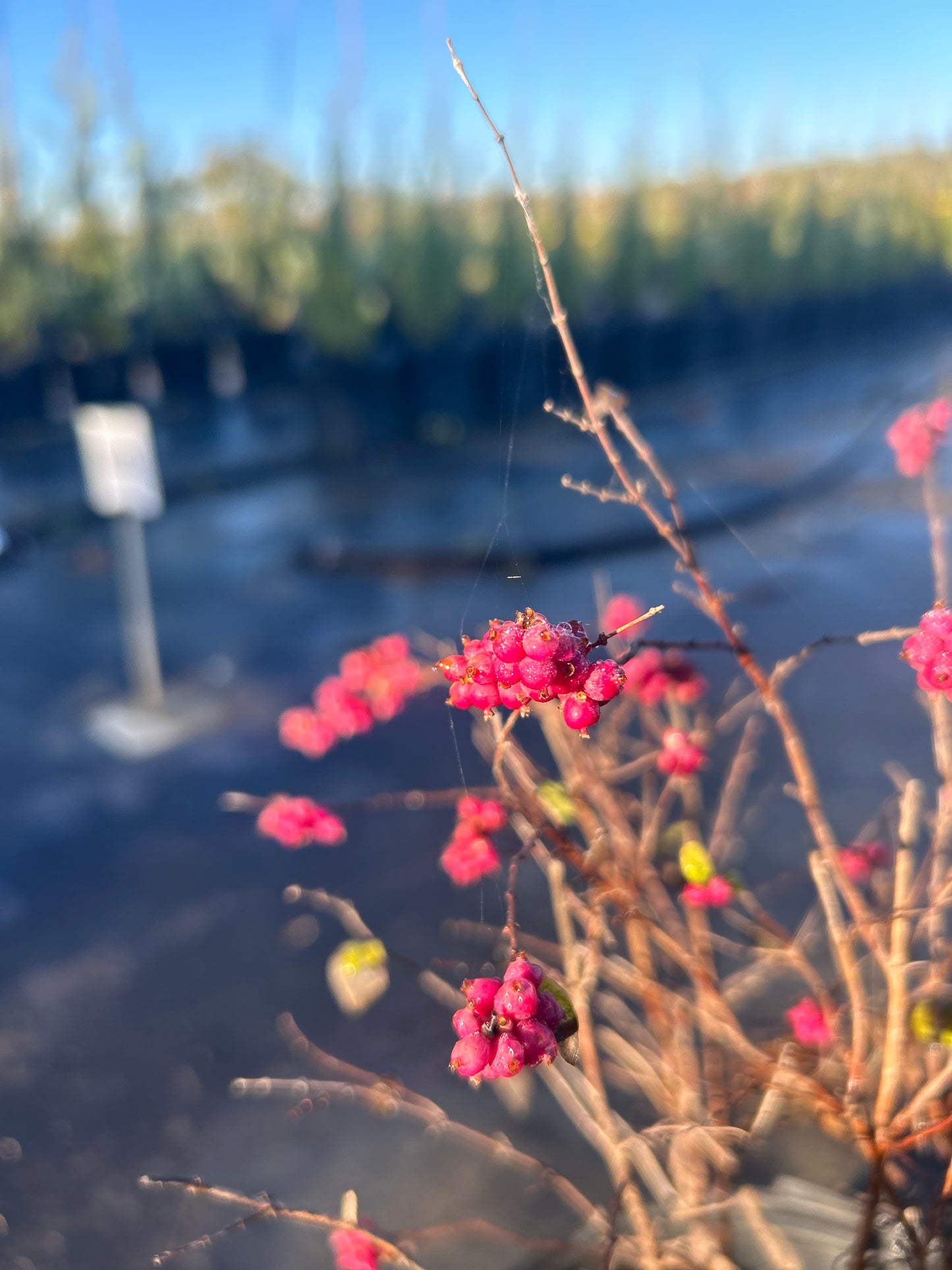 Coralberry