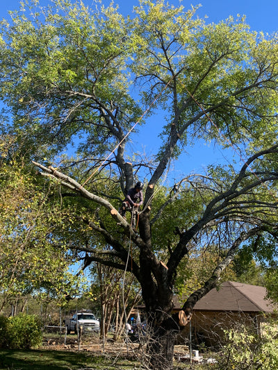 Tree Trimming Consultation