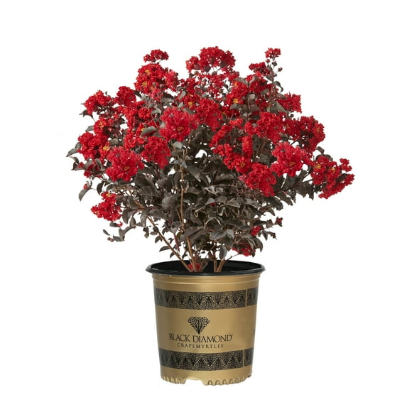 Crape Myrtle Black Diamond Best Red