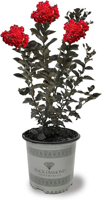 Crape Myrtle Black Diamond Best Red