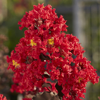 Crape Myrtle Black Diamond Best Red