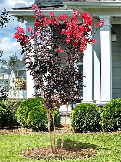 Crape Myrtle Black Diamond Best Red