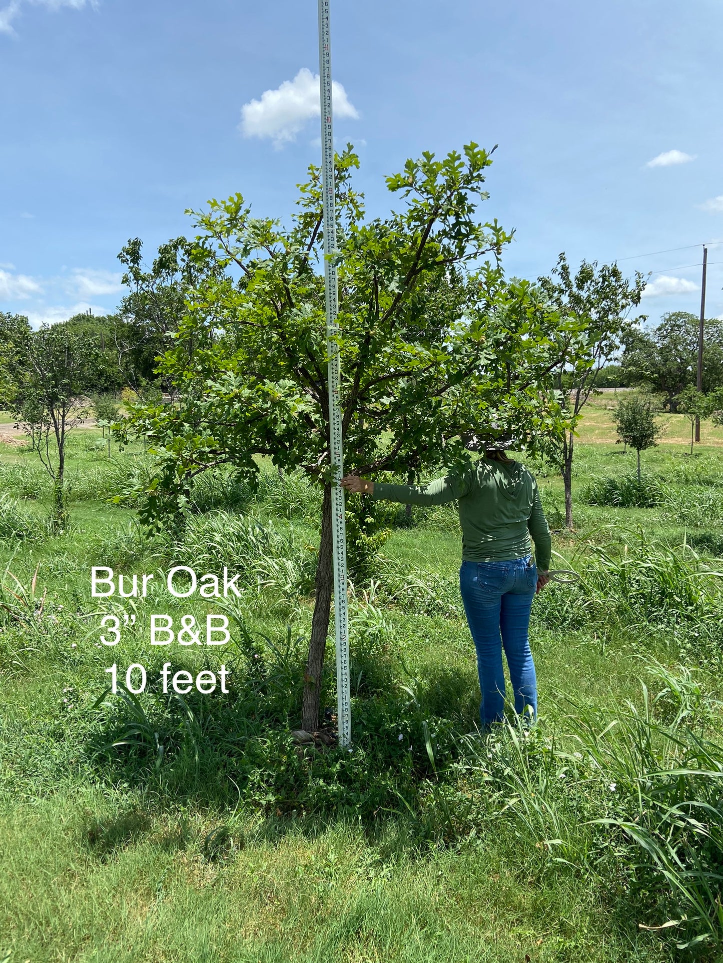 Bur Oak