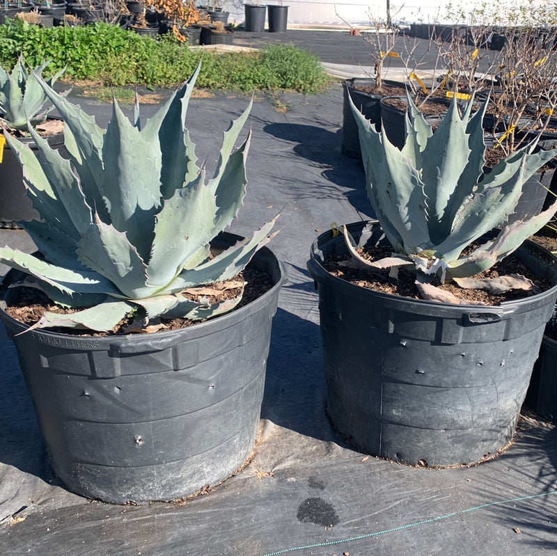 Agave Americana