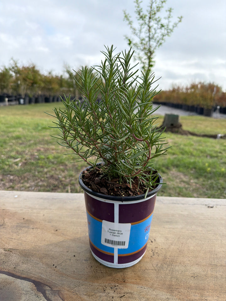rosemary potted plant Tuscan Blue Rosemary