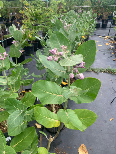 Milkweed Giant