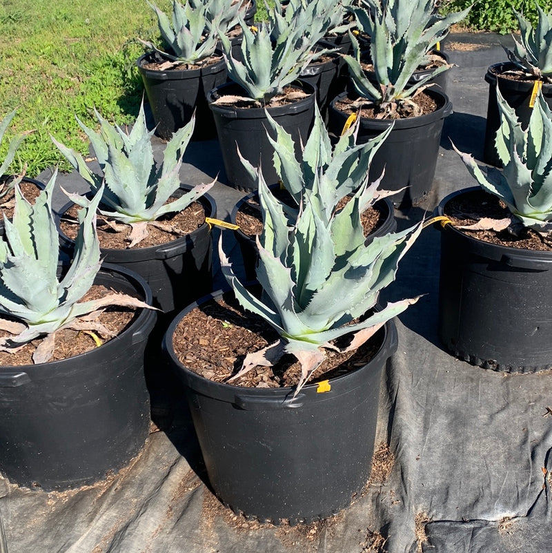 Agave Americana