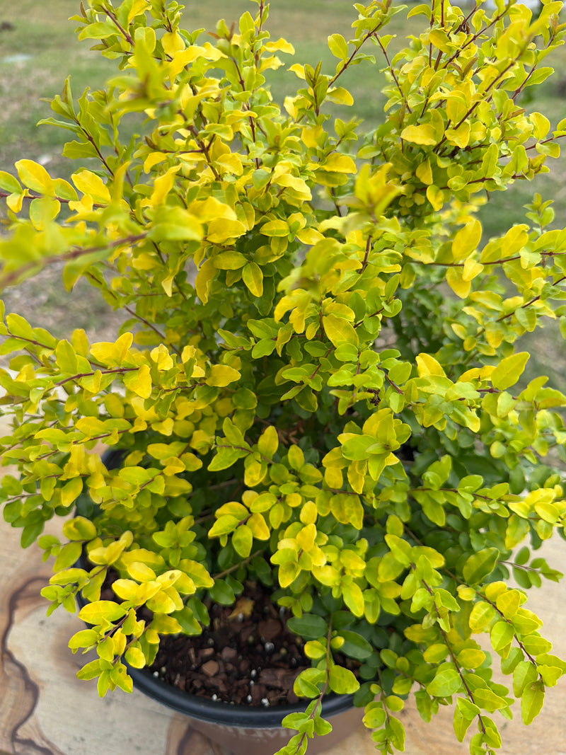 ligustrum golden Ligustrum Sunshine – Texas Tree Farms