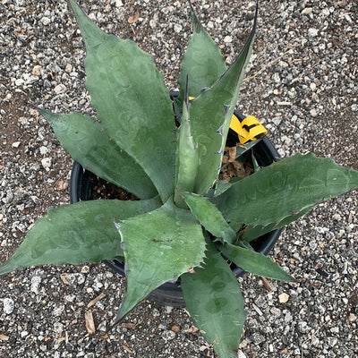 Giant Agave