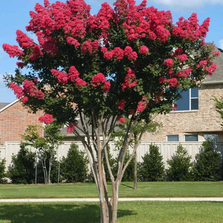 Crape Myrtle Centennial Spirit