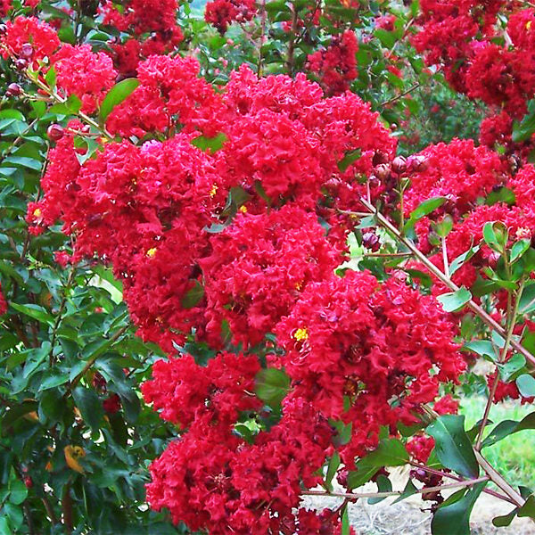 Crape Myrtle Centennial Spirit