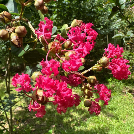 Crape Myrtle Centennial Spirit