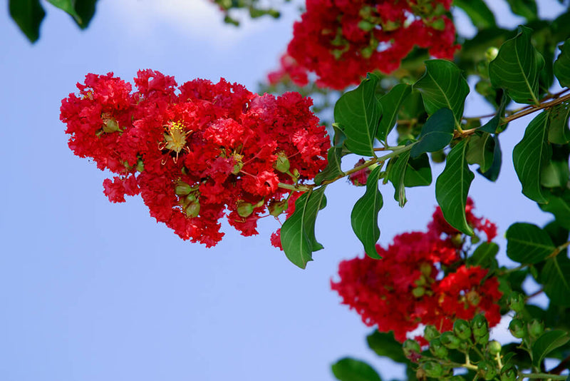 Crape Myrtle Centennial Spirit