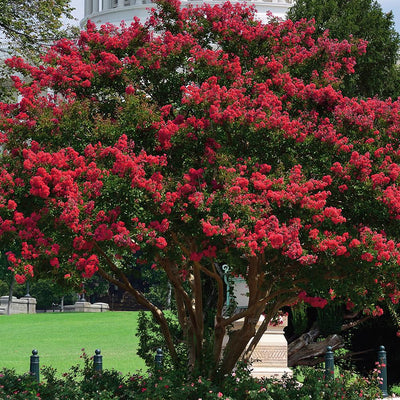 Crape Myrtle Arapaho