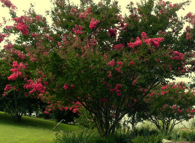 Crape Myrtle Arapaho