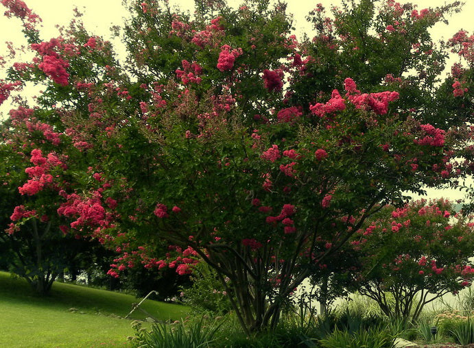 Crape Myrtle Arapaho