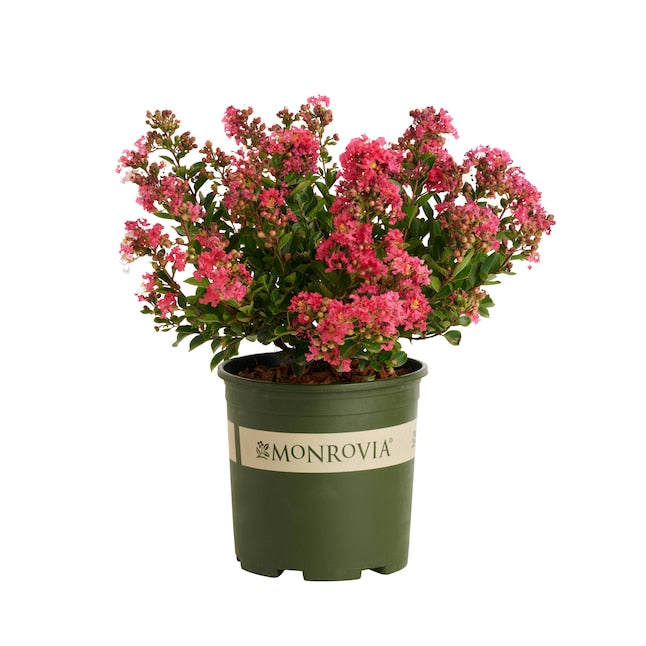 Crape Myrtle Bellini Raspberry