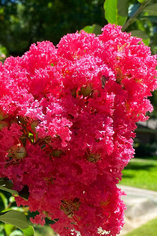 Crape Myrtle Bellini Raspberry