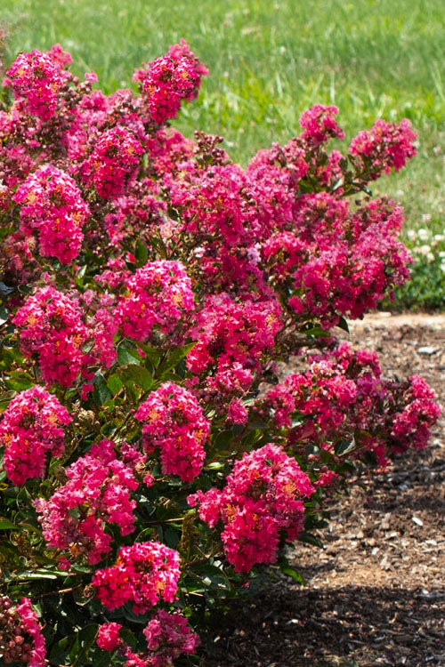 Crape Myrtle Bellini Raspberry