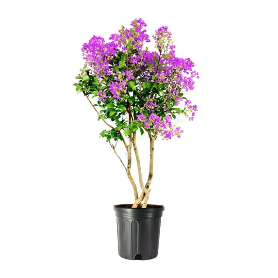 Crape Myrtle Catawba