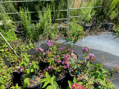 Crape Myrtle Catawba