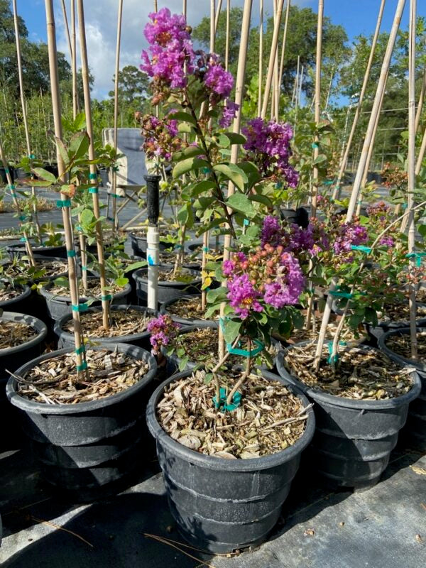 Crape Myrtle Catawba