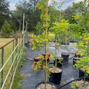 Crape Myrtle Catawba