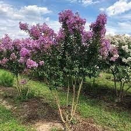Crape Myrtle Catawba