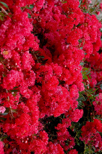 Crape Myrtle Dynamite