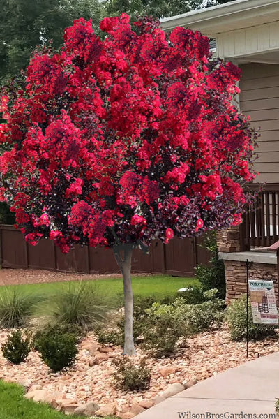 Crape Myrtle Dynamite