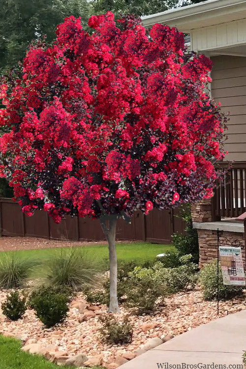 Crape Myrtle Dynamite