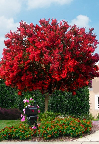 Crape Myrtle Dynamite