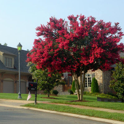 Crape Myrtle Dynamite