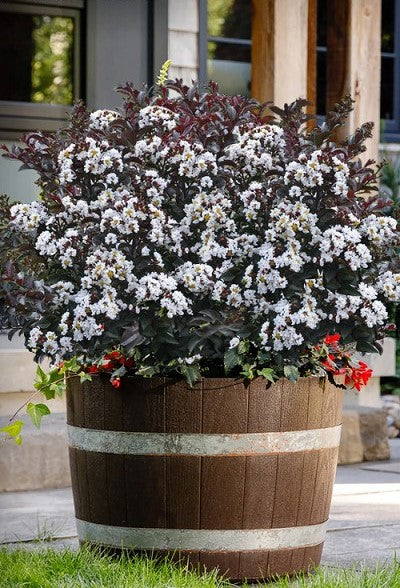 Crape Myrtle Like A Latte