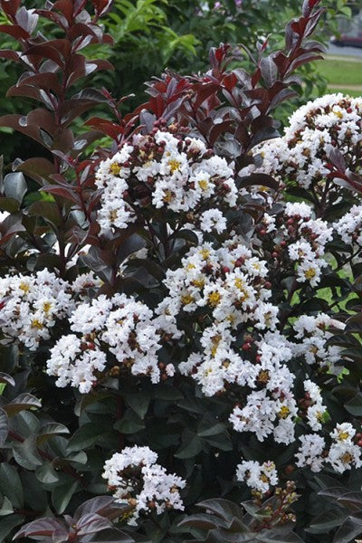 Crape Myrtle Like A Latte